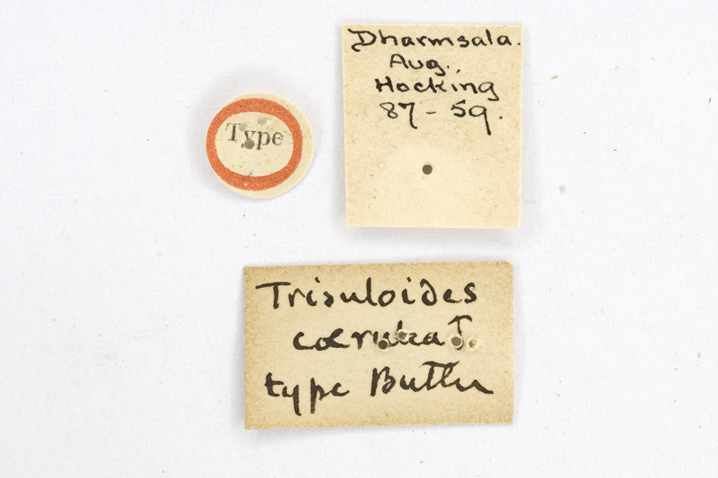 Trisuloides caerulea